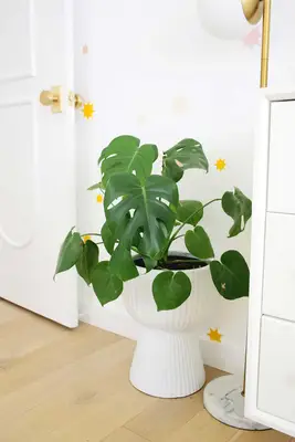 plant in white ribbed planter