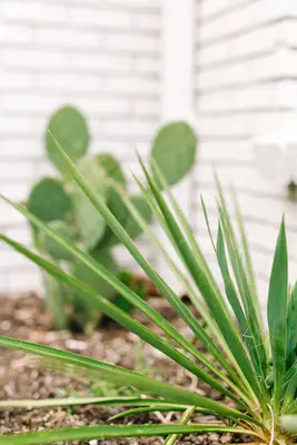 Exterior + Landscaping Updates