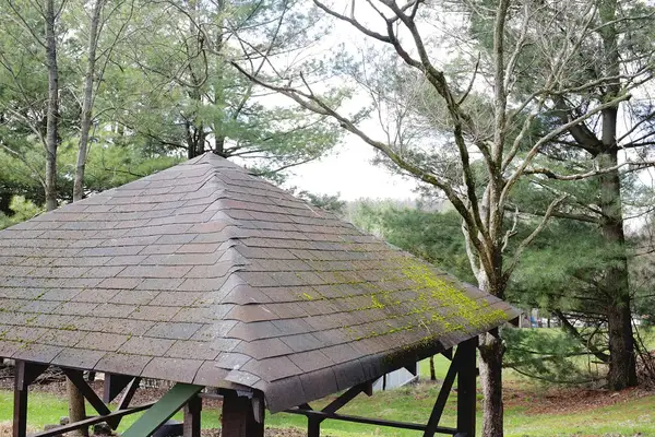 shingle roof with moss and algae growing on it