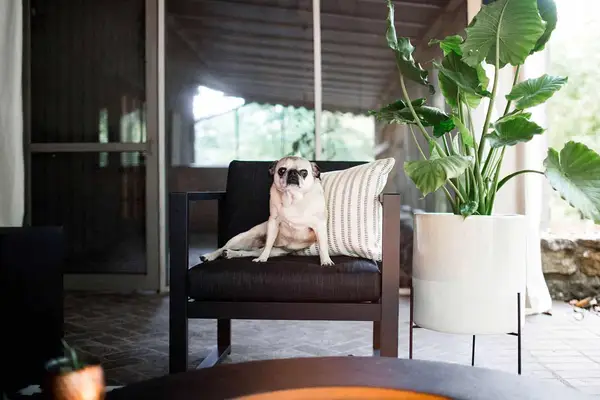 Emma's Backyard Patio Refresh