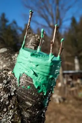 Spalttransplantation Schritt 7