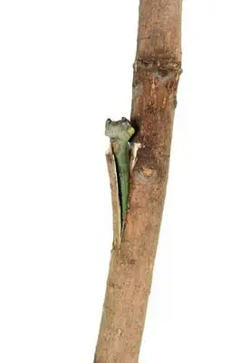 Seite Transplantation Schritt 3