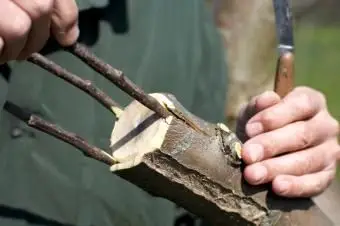 Spalttransplantation Schritt 4