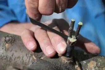 Spalttransplantation Schritt 6