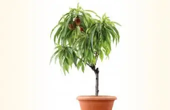 Plátano en miniatura