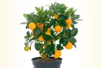 Árboles frutales en miniatura