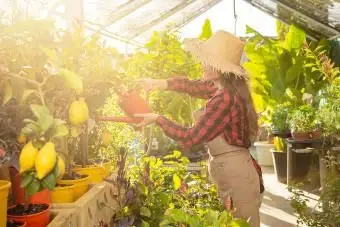 レモンの木に水をまく女性