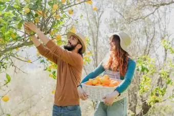 木から有機レモンを選ぶカップル