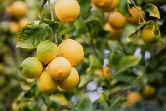 レモンツリーケア：屋外および屋内栽培ガイド