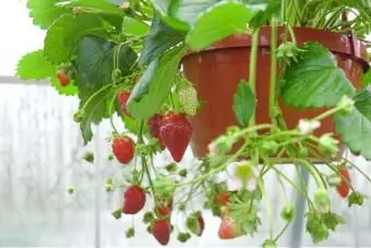 Wiszący kosz truskawek