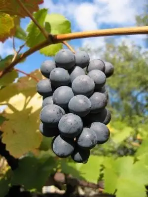 Semente de Uva em Germinação