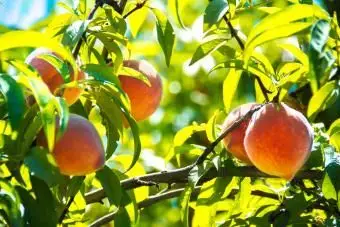 מחלות עץ אפרסק