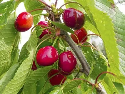 Meteorské čerešne