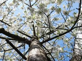 rozkvitnutá čerešňa