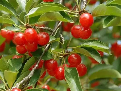 Čerešne Montmorency