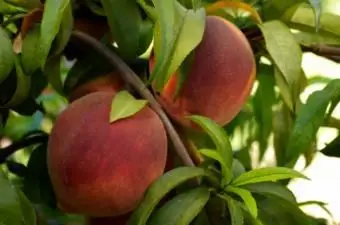 Piantagione di semi di pesca