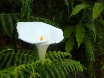 Calla-Lilie wächst mit Farnen