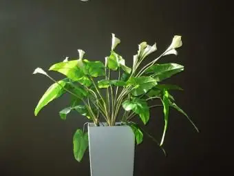 eingemachte Calla-Lilie