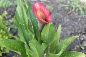 rote Calla-Lilien-Sorte