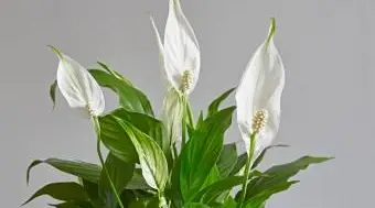 Plante de lis de paix avec plusieurs fleurs