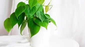 Plante d'intérieur Philodendron