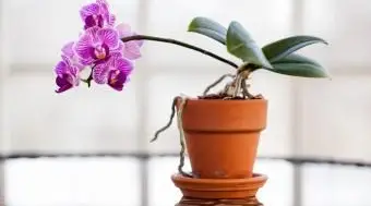 Orchidées poussant en plante