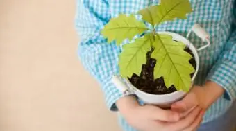 Faire germer un jeune chêne