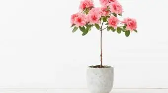 Fleur d'azalée rose