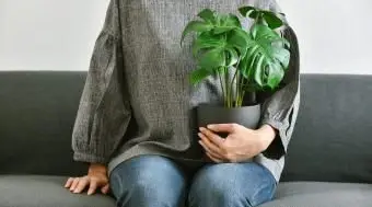 Idées de plantes de sympathie pour la joie à l'intérieur et à l'extérieur