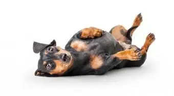 Nerwowy lub przestraszony pies