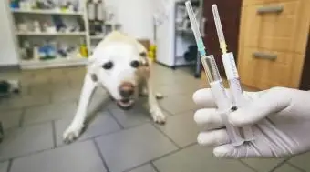 Pies zamarza w miejscu