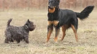 Zrozumienie sygnałów mowy ciała psa