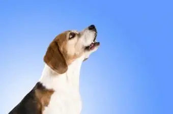 3 schnelle Möglichkeiten, Ihren Hund dazu zu bringen, mit dem Bellen aufzuhören