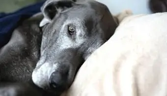 הדיין הגדול הישן