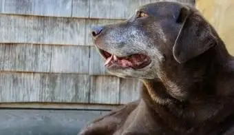 הכלב שלי לא ישן בלילה