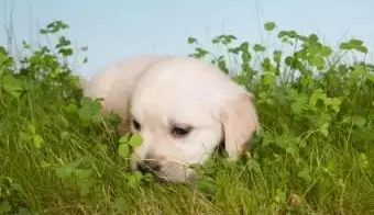 תיאוריות מדוע כלבים אוכלים דשא
