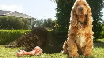 Prečo psy zakopávajú kosti?