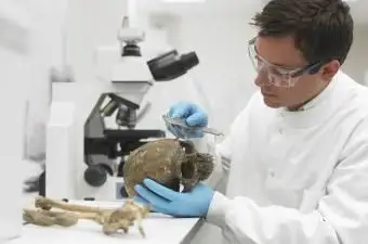 Scientifique examinant le crâne avec un pied à coulisse