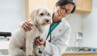 수의사 검사 개