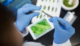 새싹을 검사하는 농업 연구 과학자