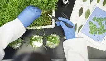 מדען הבוחן צמחי GMO במעבדה