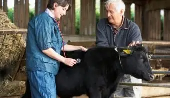 וטרינר בעלי חיים גדול