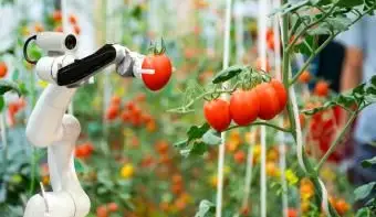 זרוע רובוטית מחזיקה עגבניה