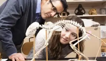 Enseignant et étudiant travaillant au musée d'histoire naturelle