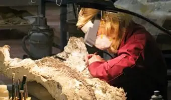 Carrières en paléontologie