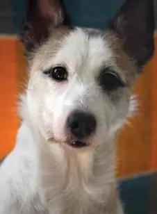 Conditions requises pour devenir vétérinaire