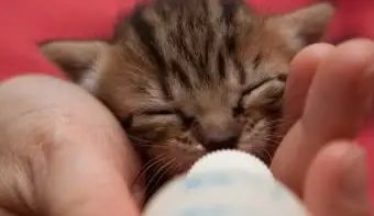 מתי ניתן להתמודד עם חתלתולים שזה עתה נולדו?