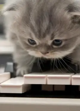 gatinho com piano