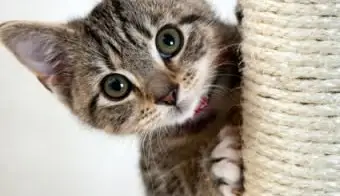 gatinho espiando atrás do poste