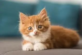 293 nomes de gatinhos fofos